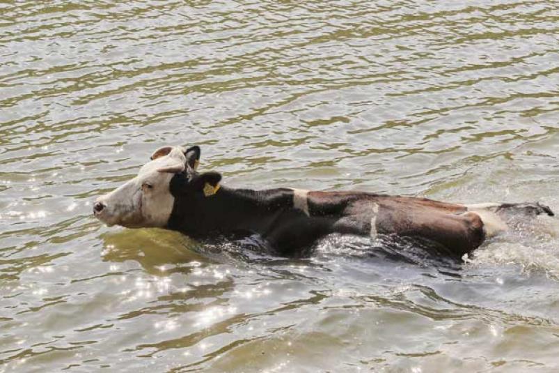 Ақтөбеде өлексе малдан індет тарауы мүмкін дейді мамандар