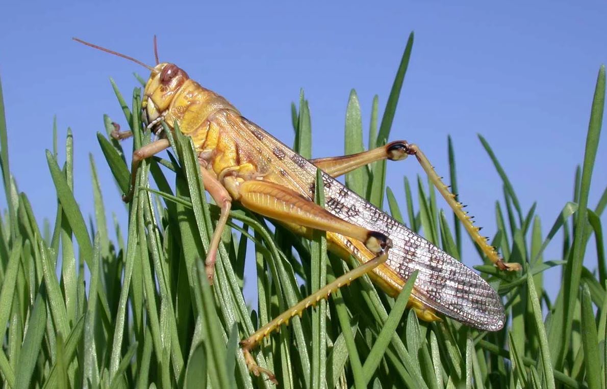 Шегірткені "шымкентский" әдіспен қыруда