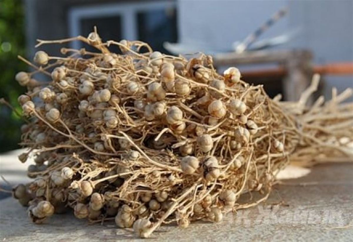 Адыраспанға да тыйым салына ма?