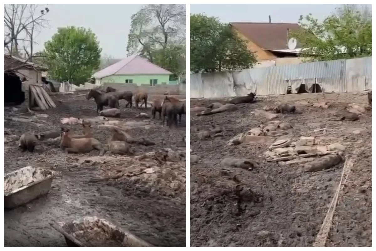 Қыздар жылқыларды Қыздар жылқыларды