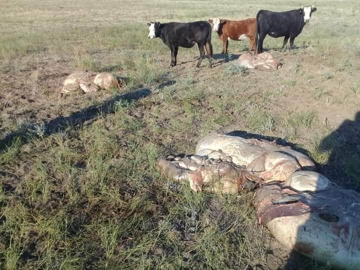 Мал терілері мен ішек-қарындары шашылып жатыр