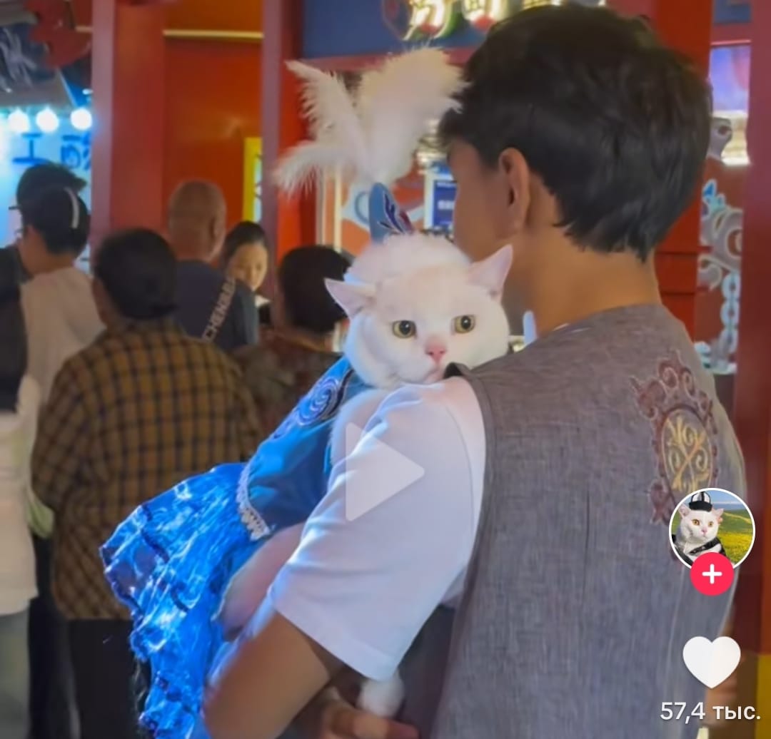 Қазақша "киінген" мысық сынның астында қалды