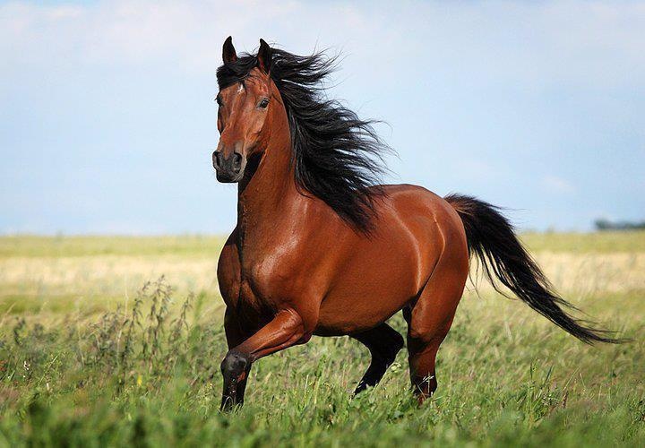 Силиконды кеудеге арналған порно видеолар