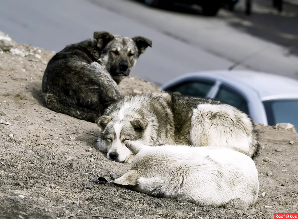 Қаңғыбас иттер зираттарды қазып тастаған