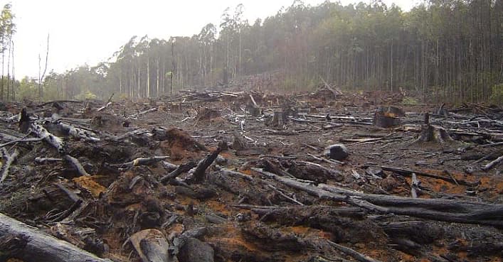 Орманды жоюдың ауыр салдары