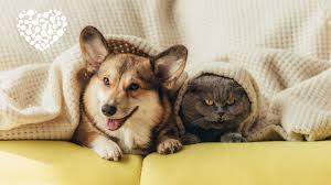 Үй жануарлары: адам өмірінің бір бөлігі