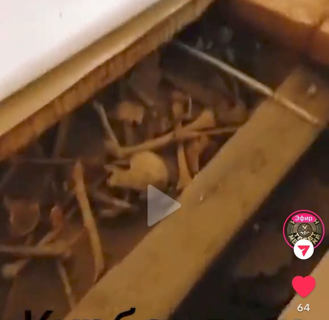 Құдайға сыйынатын ғимараттың асты адам сүйектерімен толтырылған (ВИДЕО)