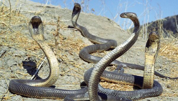 Жер бетін жыландар басады дейді ғалымдар