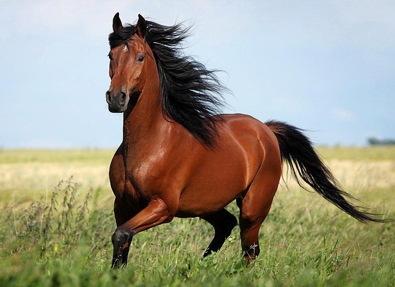 Телефоннан иесінің дауысын танып, кісінеген арғымақ жұрттың жүрегін елжіретті