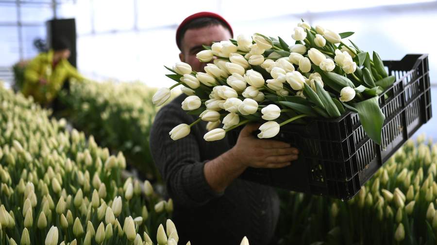Жұп санды гүл сыйлағаны үшін Астанада айғай-шу болды