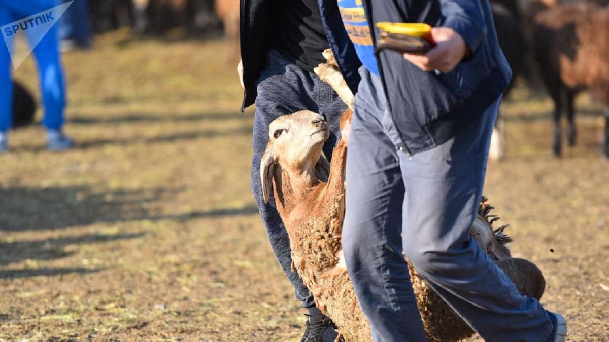 Құрбандық шалу: Әйелге де құрбандық шалу міндеттеледі