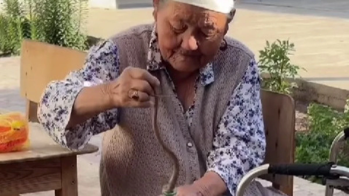 85 жастағы әже ауласында жүрген жыланды ұстап алды