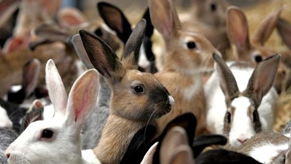 Алматыда әйел үй ішінде 139 қоян баққан