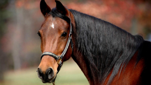 Власти рассматривают введение нового праздника день "Тулпара"