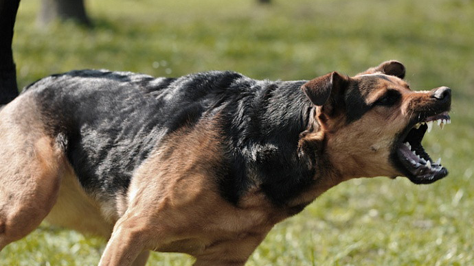 Алматы облысында доп теуіп жүрген 10 жасар баланы үш ит талап тастады