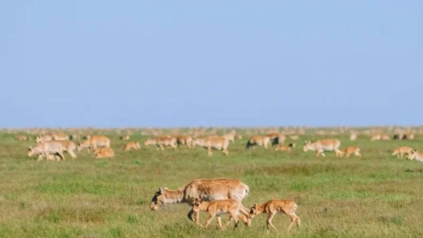 Қазақстан өңірлерінің бірінде киіктер атыла бастады