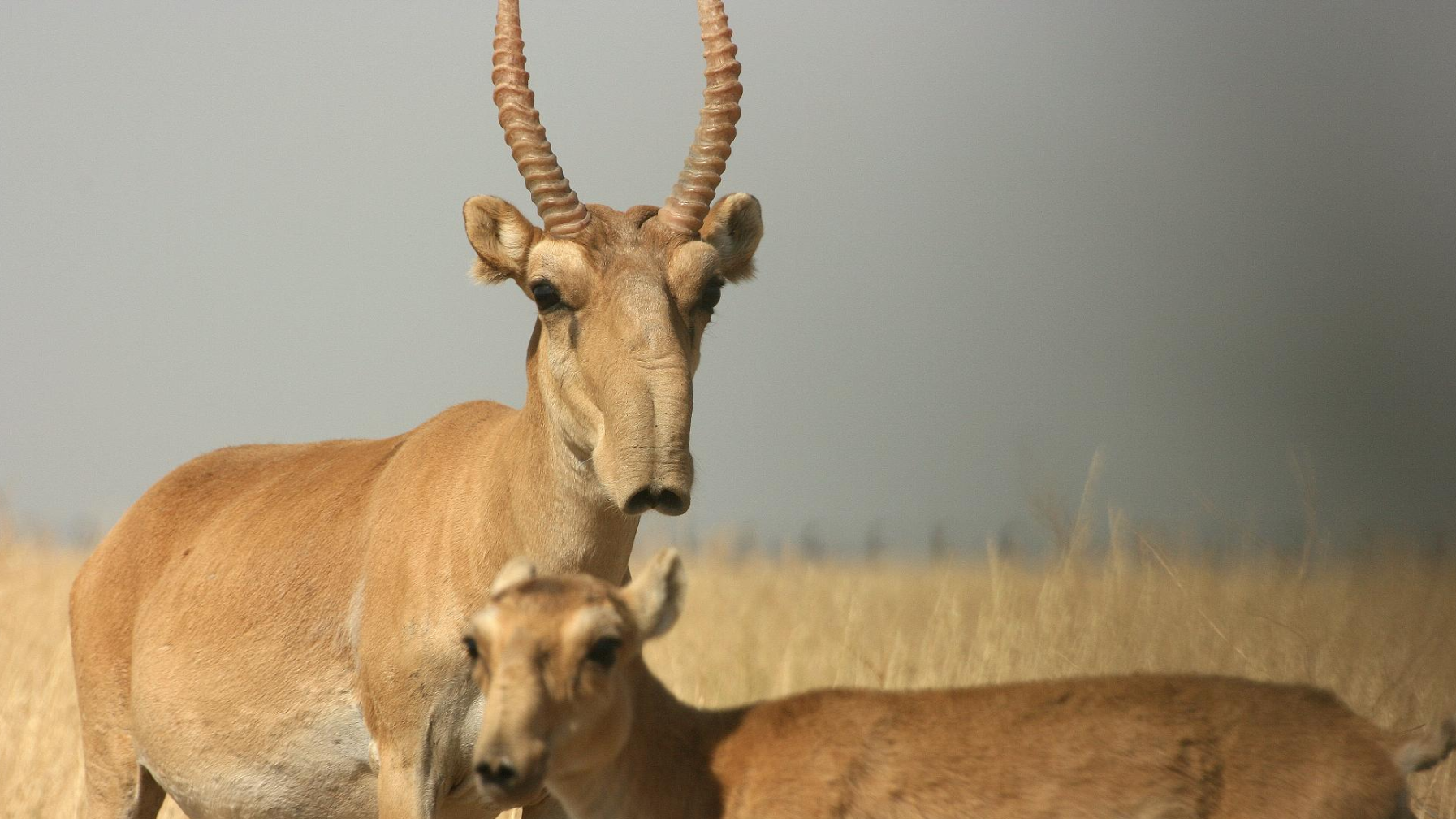 "Мұсылман, христиан, яхуди атқан киіктің еті харам емес" дейді имам