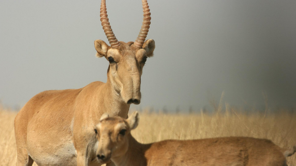 "Мұсылман, христиан, яхуди атқан киіктің еті харам емес" дейді имам