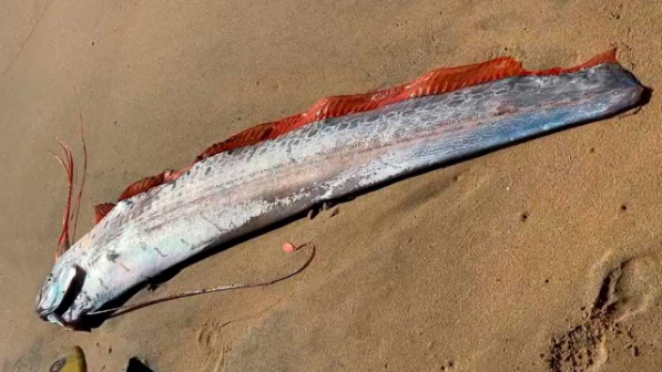 Апат болуы мүмкін: "Ақырзаман балығы" тағы да жағаға шықты