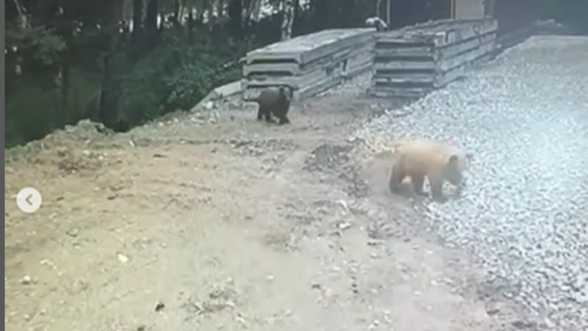 Риддерде аюлар тағы да жұрттың зәресін алды