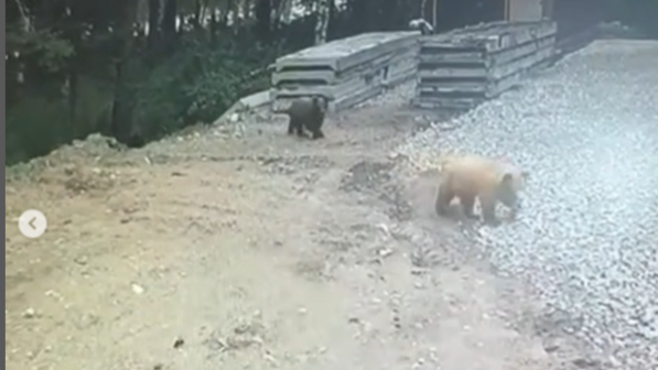 Риддерде аюлар тағы да жұрттың зәресін алды