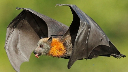 Жаңа вирус анықталды