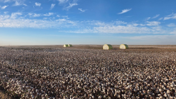 Толық циклді жоба: Түркістан облысында мақта өсіруден бастап киім дайындауға дейінгі ауқымды кластер құрылады