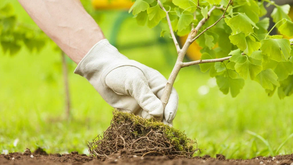 Президенттің 2 млрд ағаш отырғызу тапсырмасы 2027 жылға дейін орындалады — Ерлан Нысанбаев