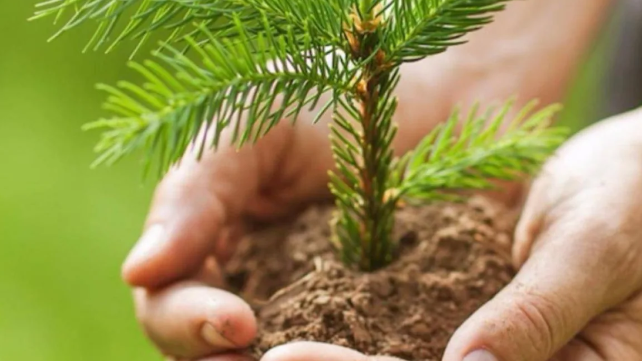 Қазақстанда ормандарды қалай қалпына келтіріп, шөлге айналумен күресуде    