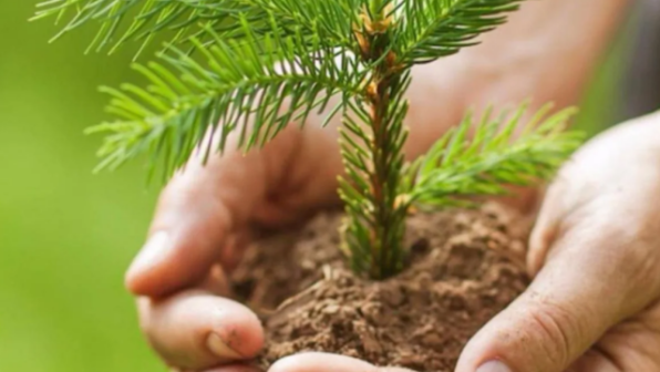 Қазақстанда ормандарды қалай қалпына келтіріп, шөлге айналумен күресуде    