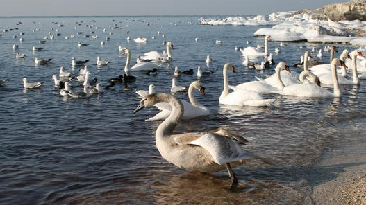 Ақтауда аққулар жаппай қырылып жатыр