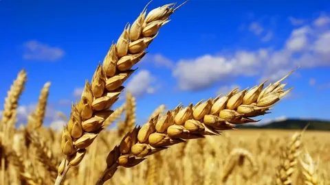 Қазақстан 2026 жылғы бидайдың сатып алу бағасын бекітті